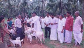 goats project