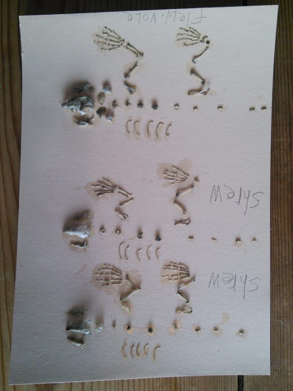 bones1