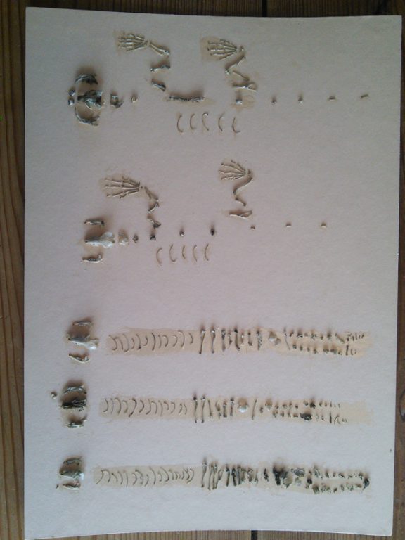 bones3