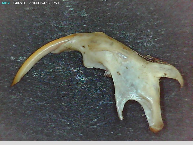 vole-teeth
