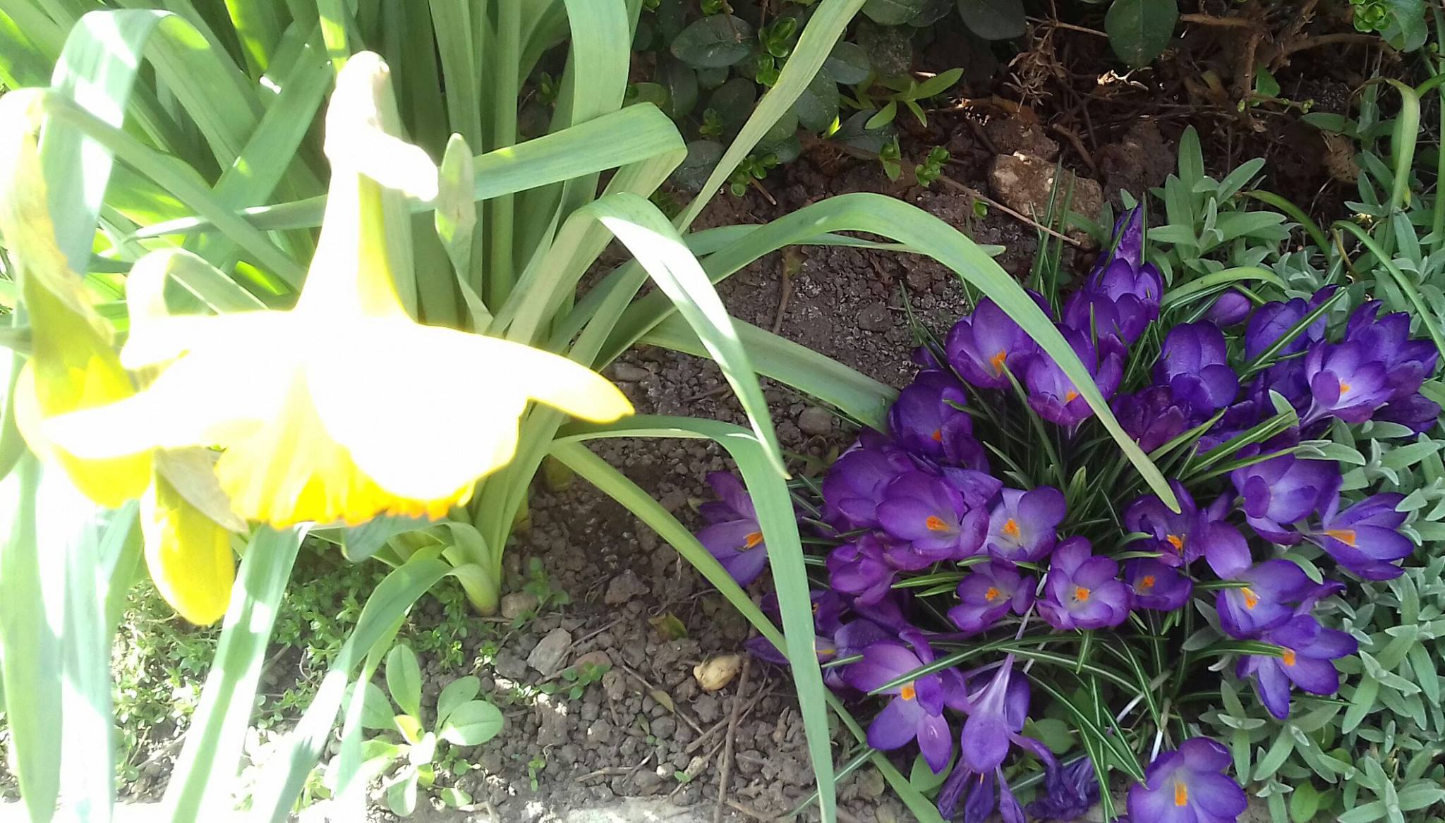 Purple Crocus in Mablethorpe