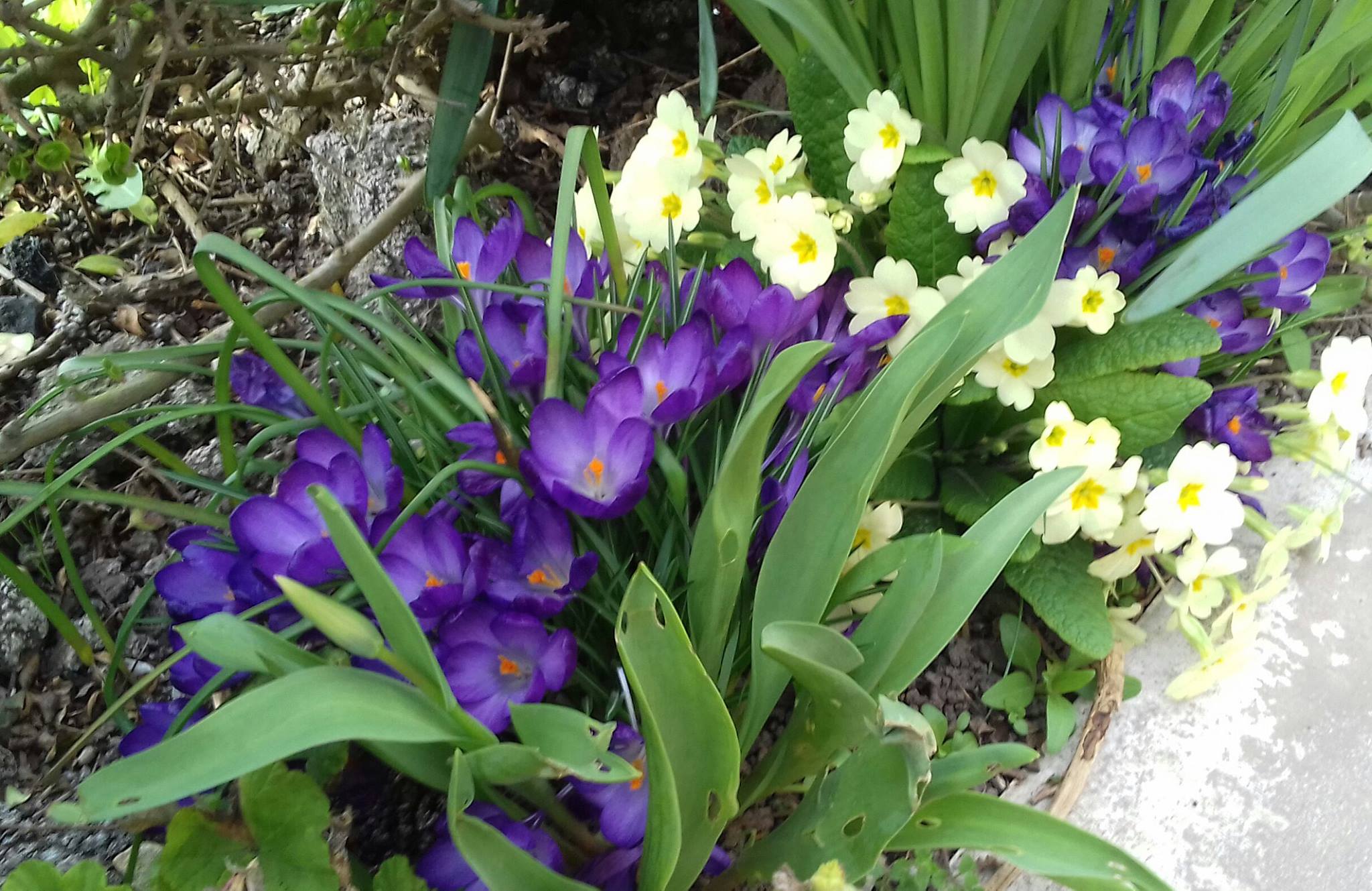 Purple Crocus in Mablethorpe