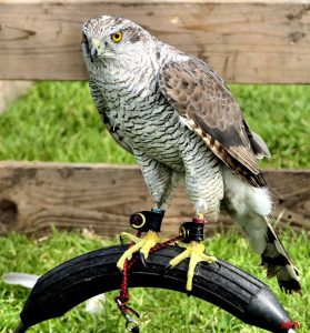 Falconry Display