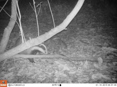 A Badger Caught on Night Vision Camera