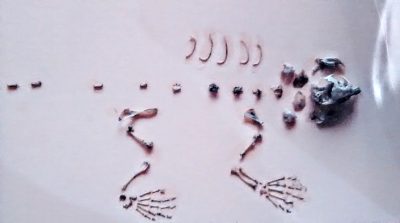 Shrew Bones From an Owl Pellet