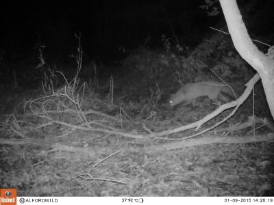 A Fox Caught on Night Vision Camera