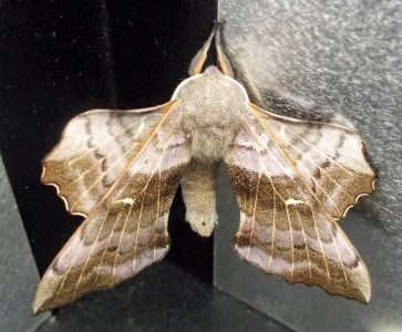 Poplar Hawk Moth